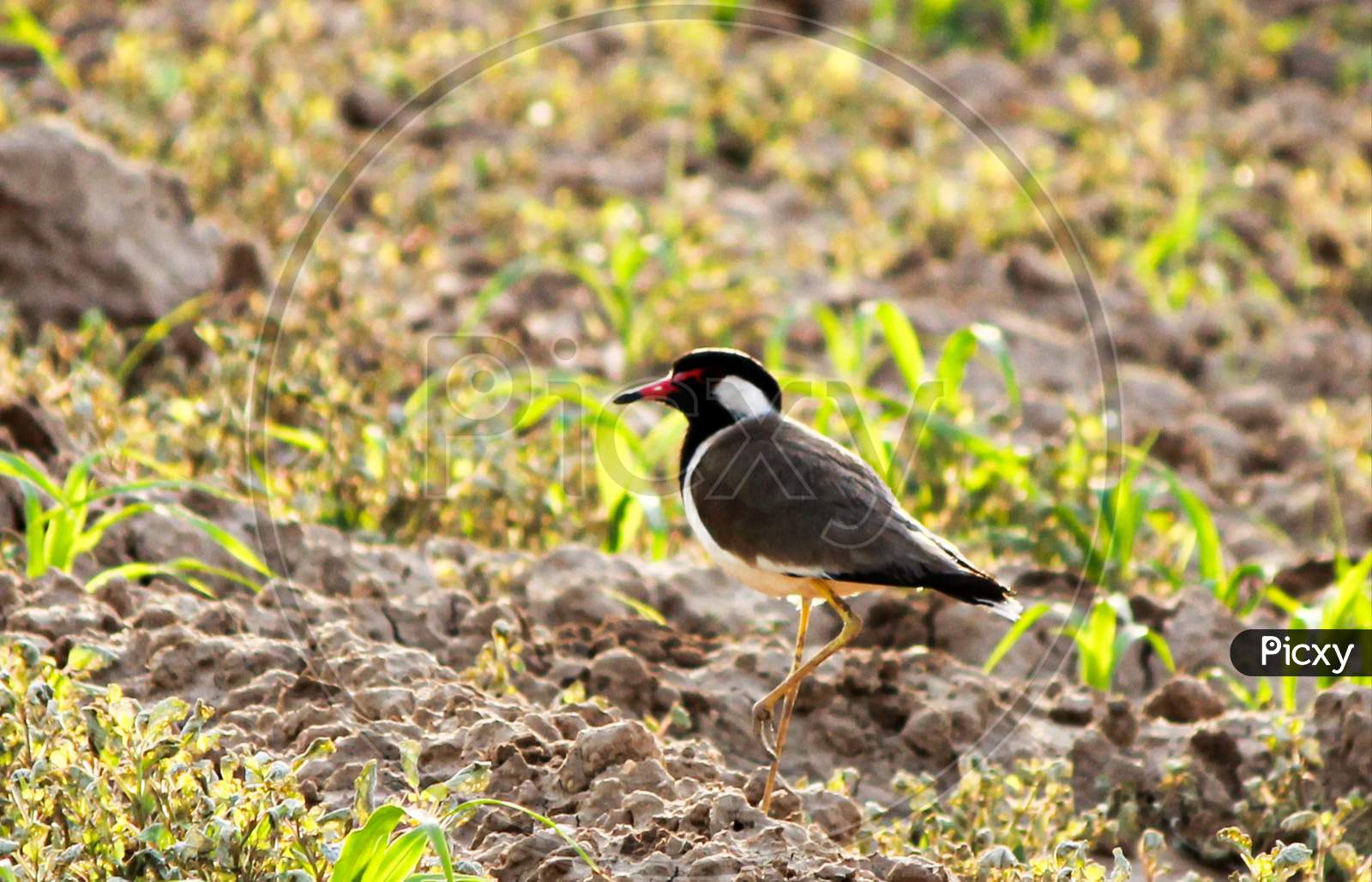 The red-wattled lapwing Protecting her eggs on the ground