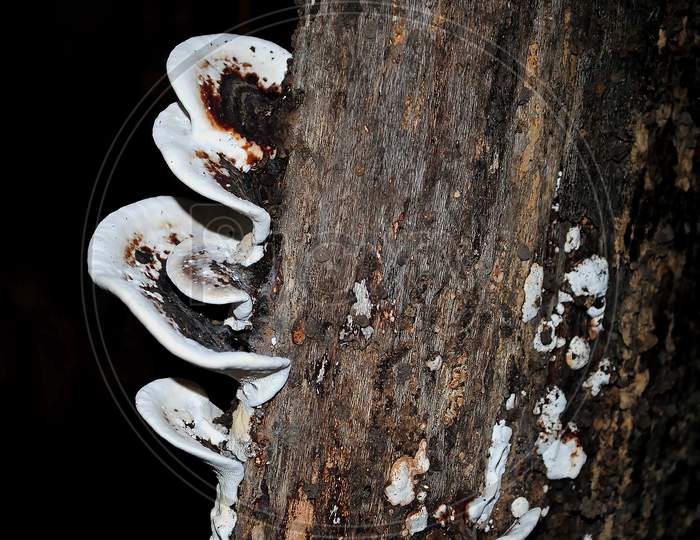 The decorated Mushroom on the tree.