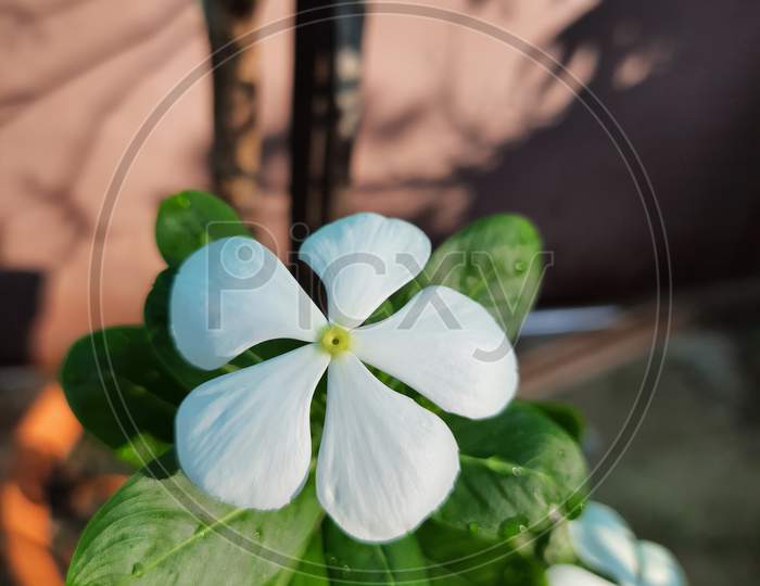 White coin flower