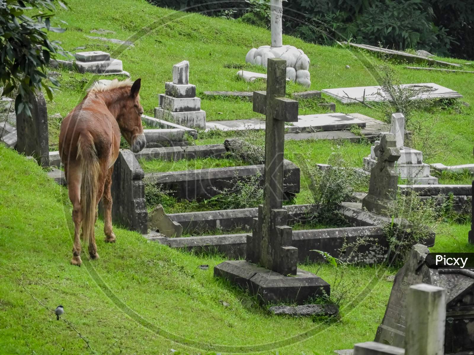 A horse in a graveyard remembering his master