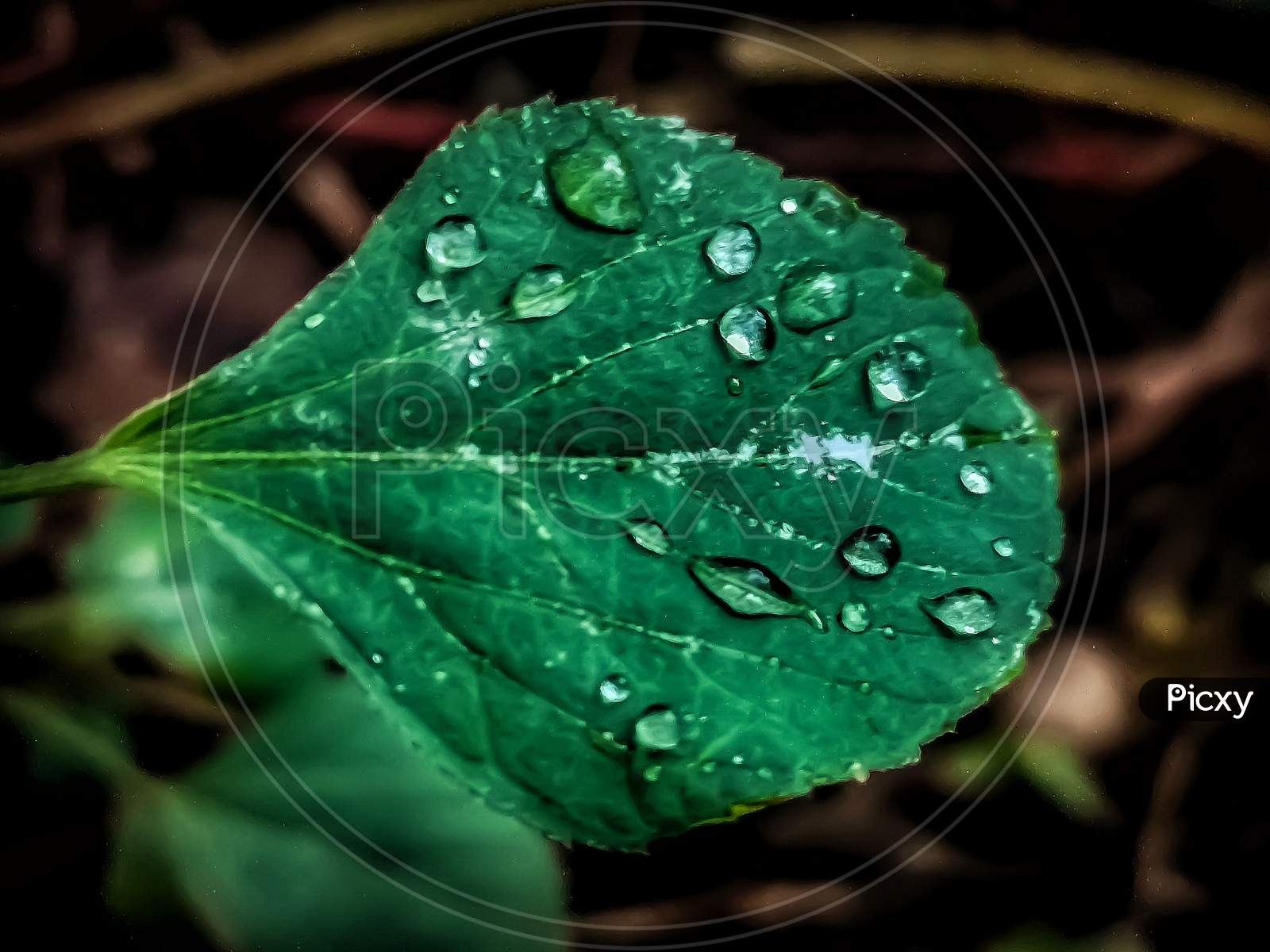 Green leaf with few rain drops