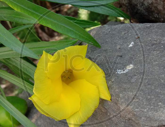 Thevetia Peruviana Flower Or Kaner And Leaves