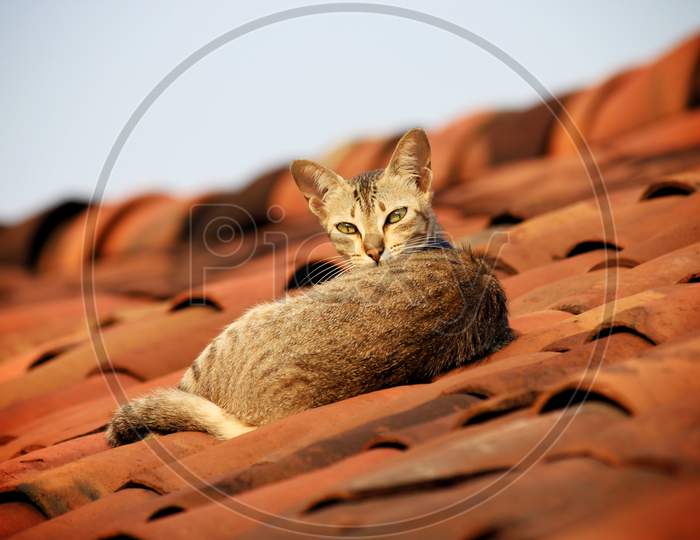 cat staring at the camera from the roof top of a indian village house