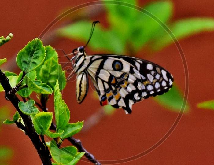 A beautiful butterfly resting on the green leaves of a tree