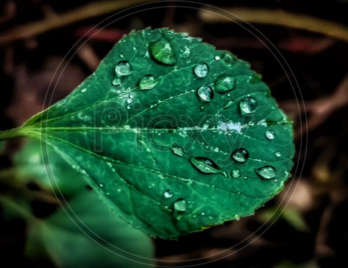 Green leaf with few rain drops