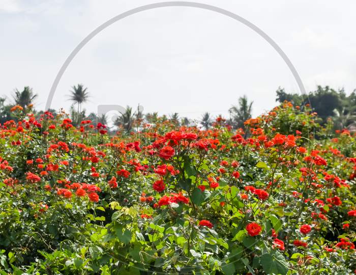 Red rose field, Flower farming is a major occupation of floricutureist