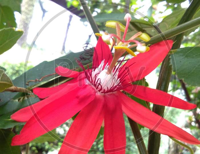 Red Passion Flower Passiflora Coccinea