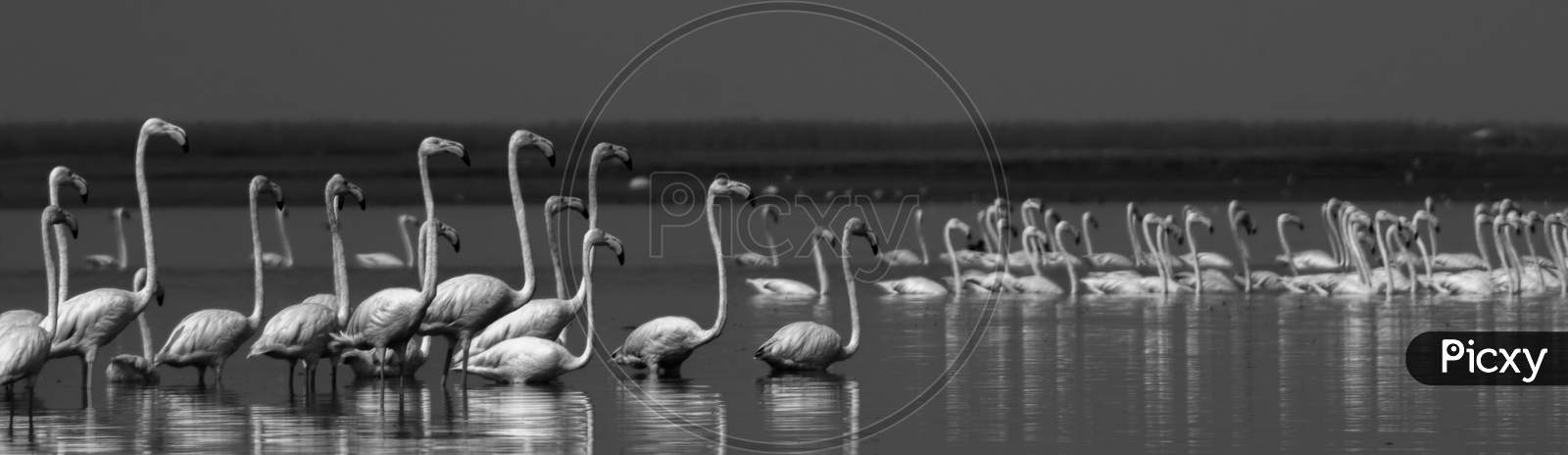 flamingo black and white