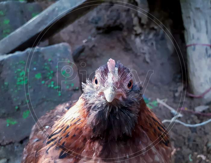 Beautiful Hen With Beard Looking At The Camera