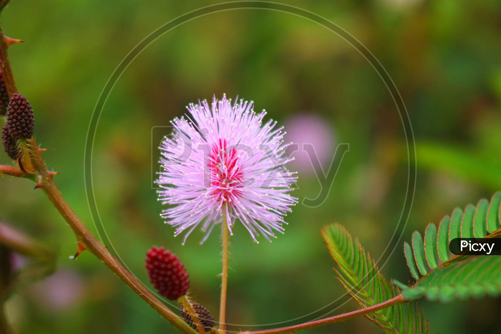 Image Of Touch me not Tree Or Sensitive Plant Flowers Asia Nature 