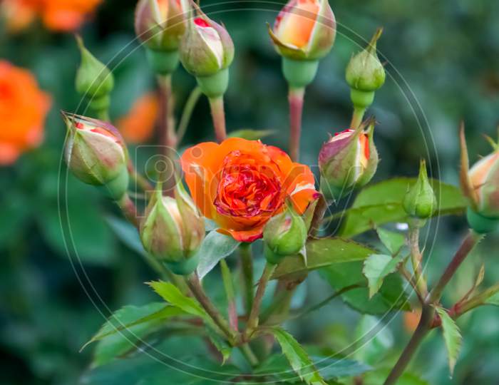 Orange rose buds petal are ready to bloom