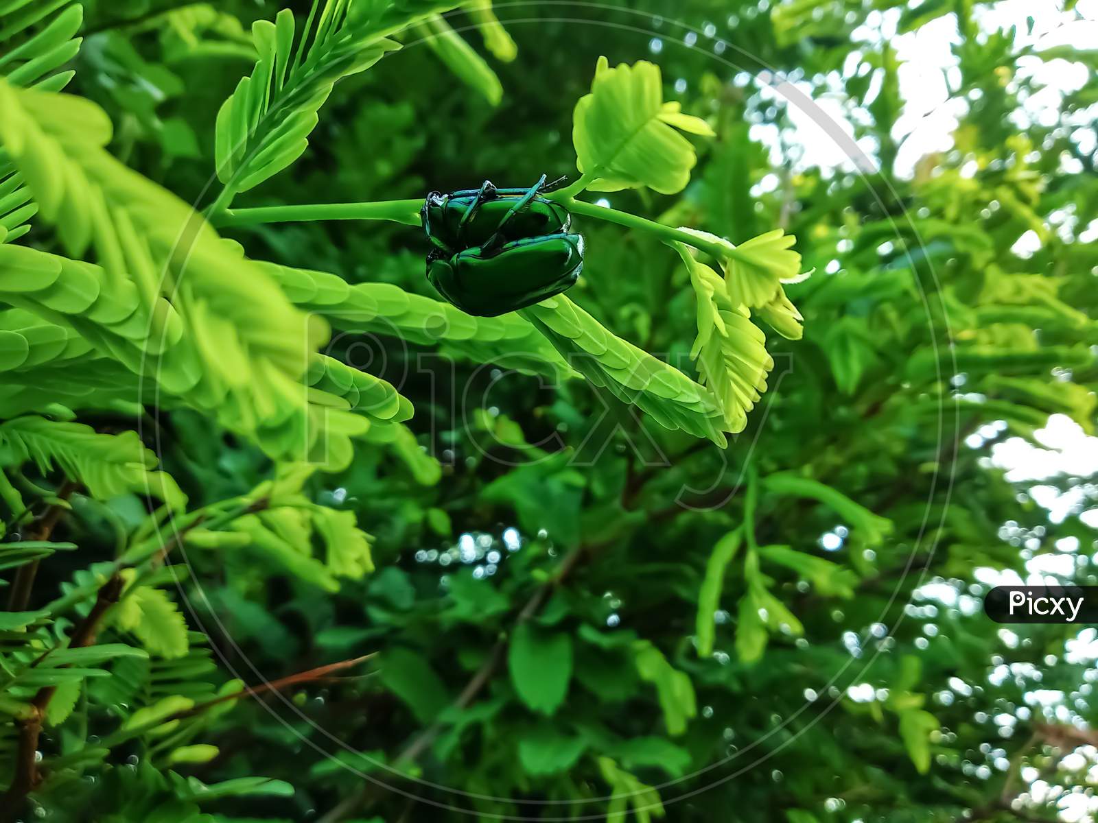 Green milkweed beetles. (Chrysochus cobaltinus)