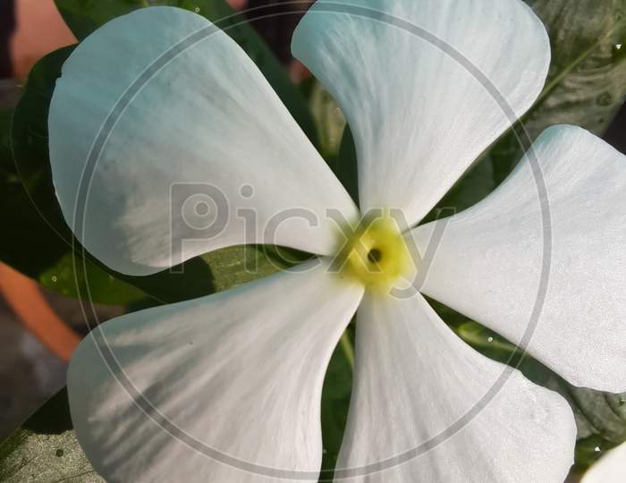 Macro white coin flower