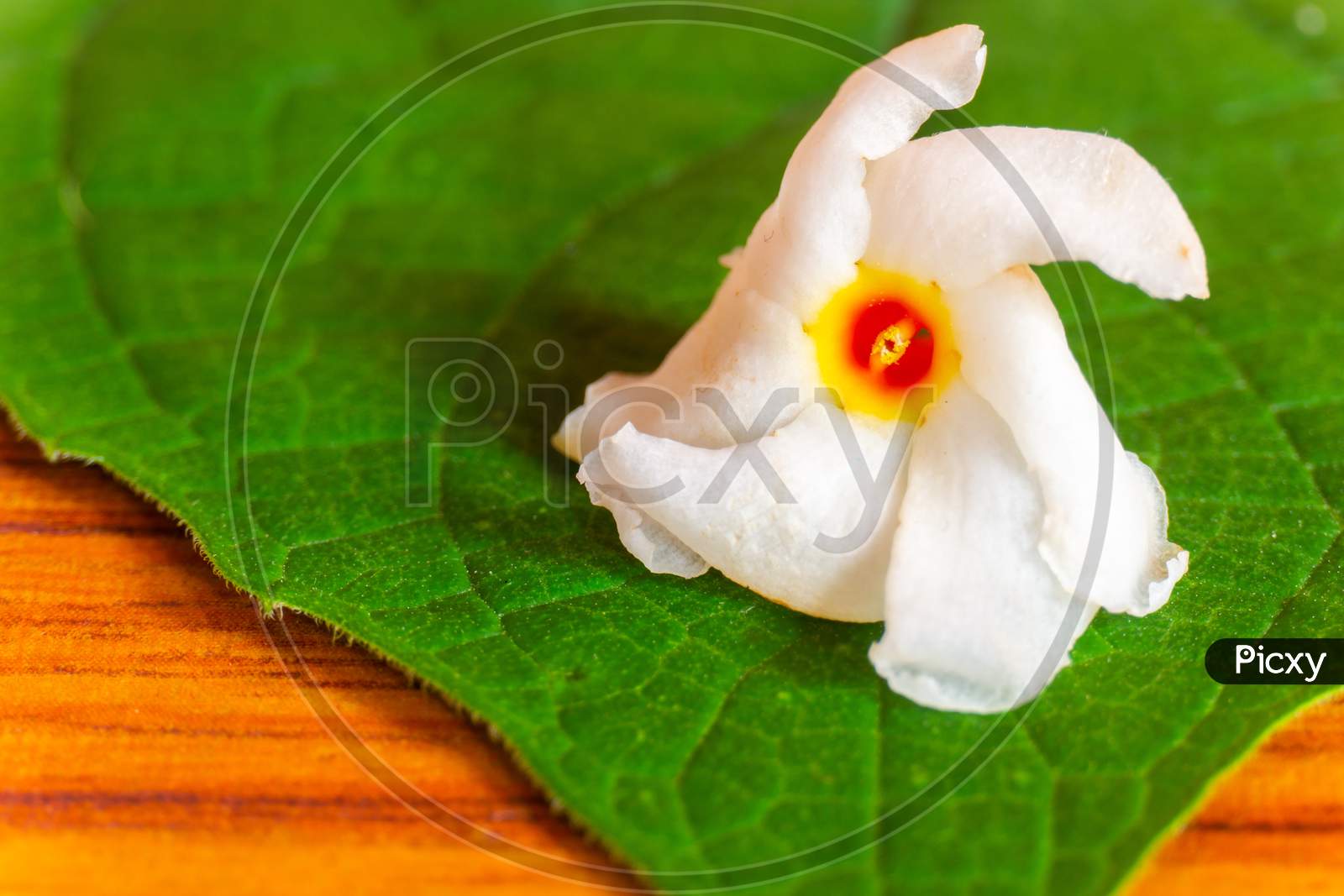 Parijatham Flower On A Leaf