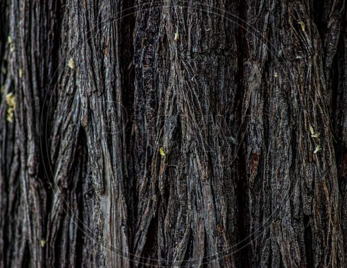 tree wooden texture