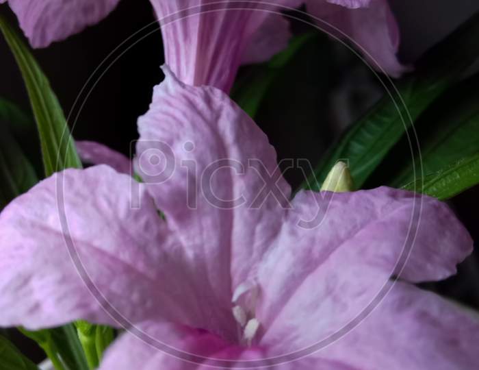 Mexican petunia flower plant or Ruellia simplex or Mexican bluebell or Britton's wild petunia flower plant; soft pink in color
