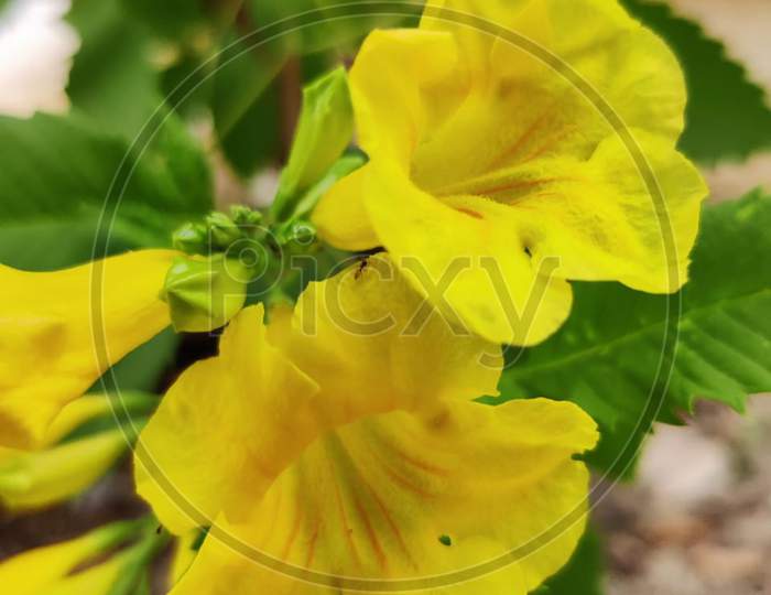 Tecoma stans - Yellow Elder Flower