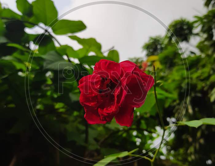 The Garden Rose