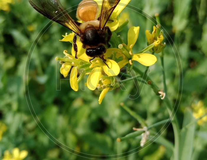 Bee on mustard flower
