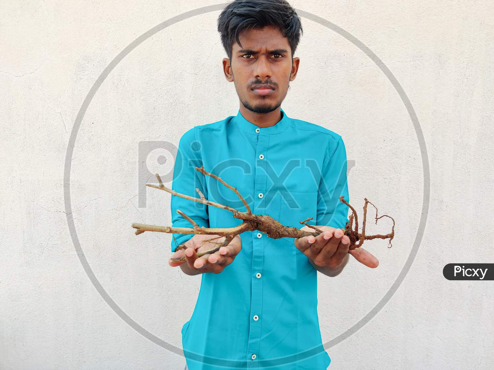 South Indian Man In Cyan Shirt Giving A Stem With Roots Of A Small Plant. Save Trees Concept, Isolated On White Background.