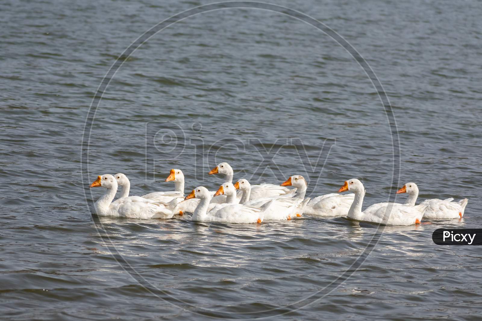Domestic Goose Flock Swimming In The River