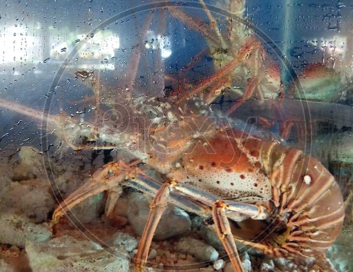 Spiny lobster seafood