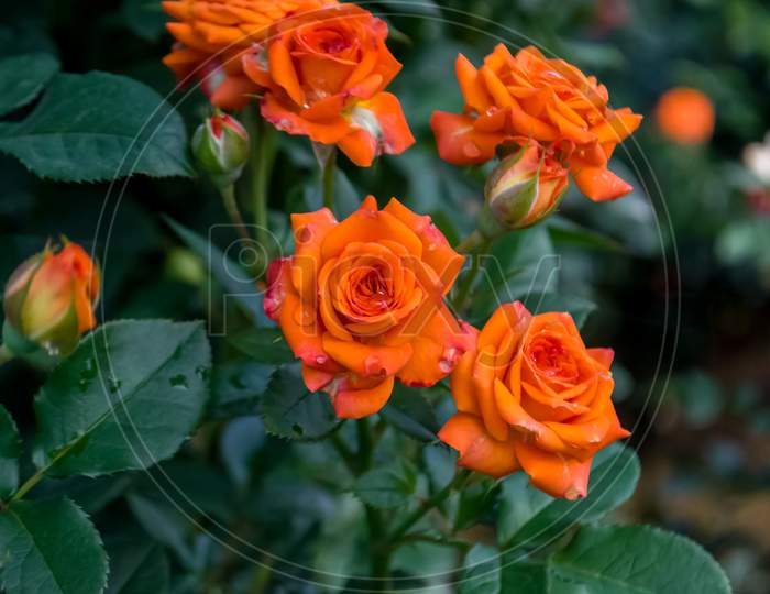 Beautiful orange roses bloom on tree with leaf