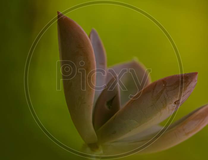 Closeup of a bright lovely echeveria plant with green background