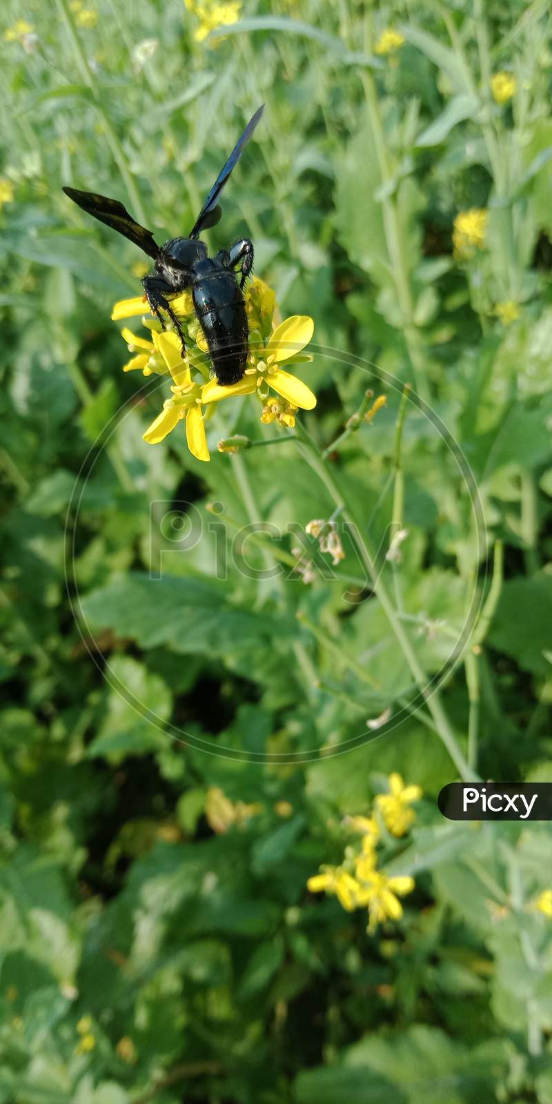 Black Honey bee on mustard flower