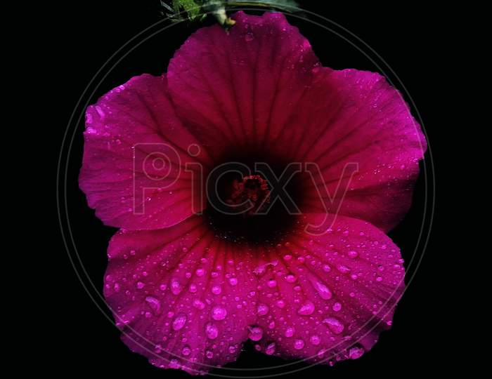 Beautiful flower covering with rain drops