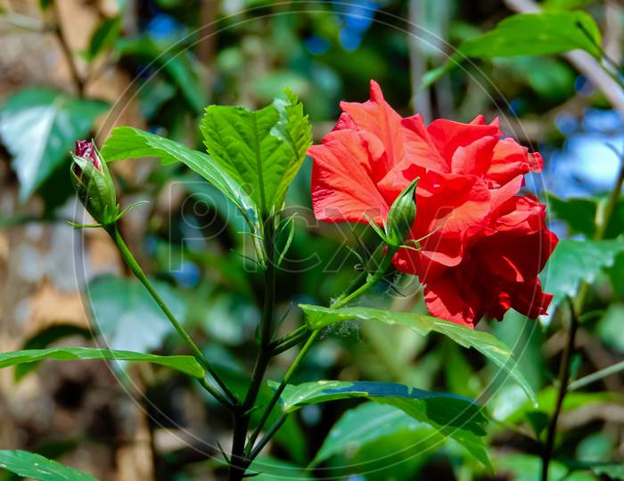 Hibiscus Flower Blooming In A Sunny Day