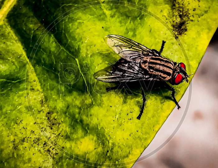 Sarcophaga fly image