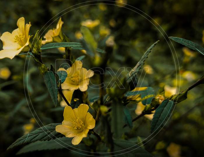 Yellow flowers,cool, vintage, wallpaper