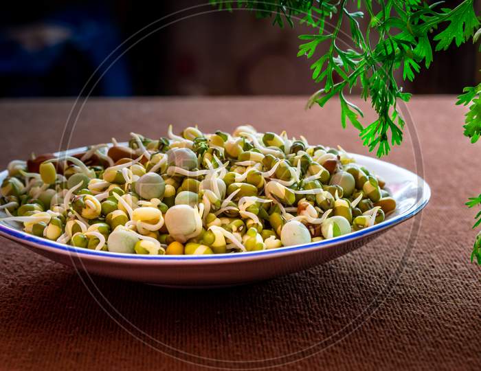 Healthy Sprouts In A White Plate With Coriander Leaves