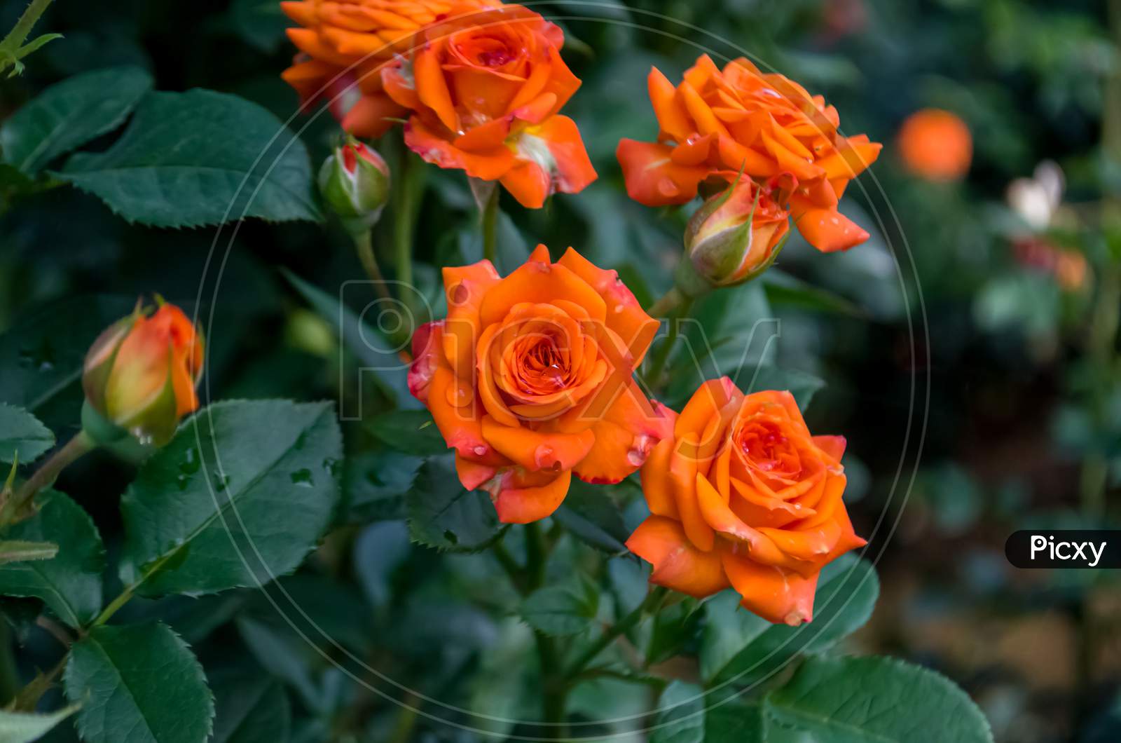 Beautiful orange roses bloom on tree with leaf