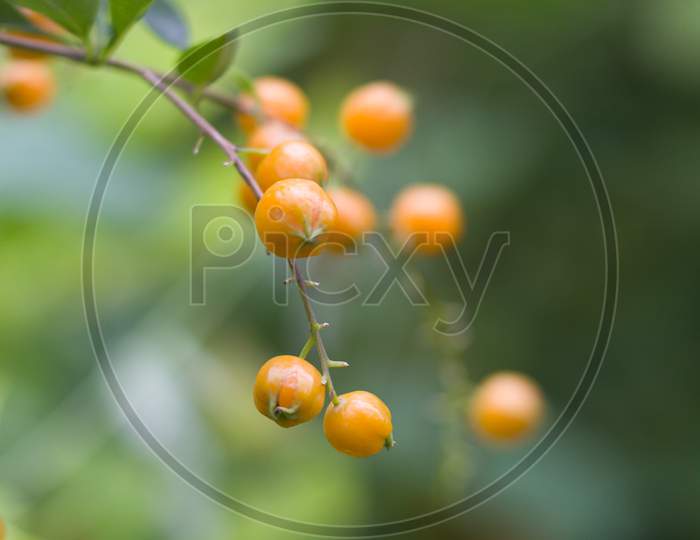 Fruit photography