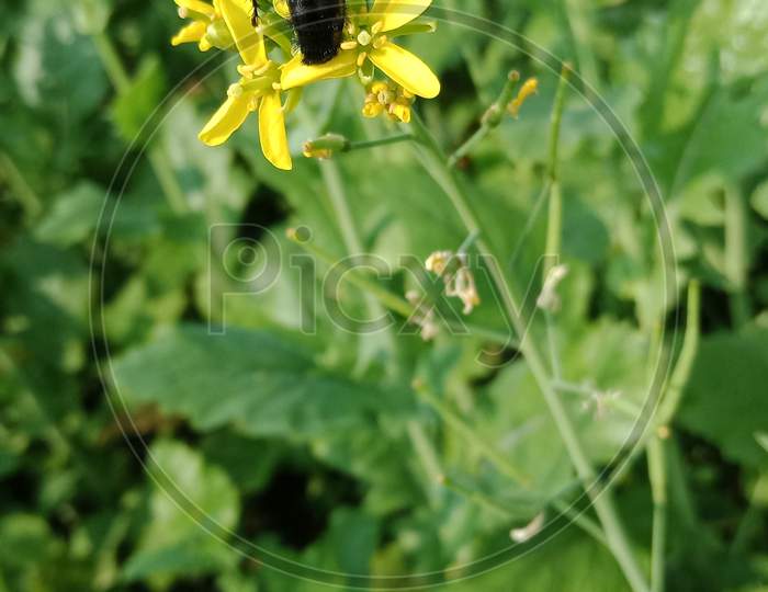 Black Honey bee on mustard flower