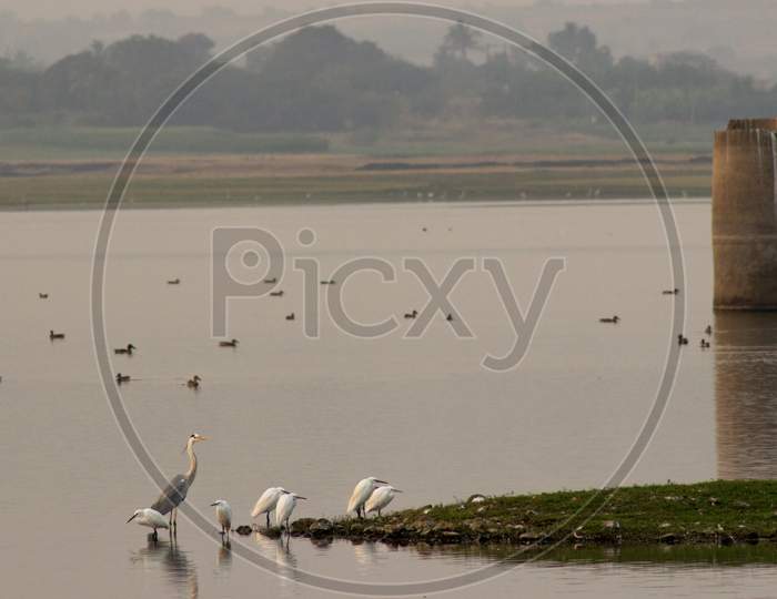 swans near lake in india