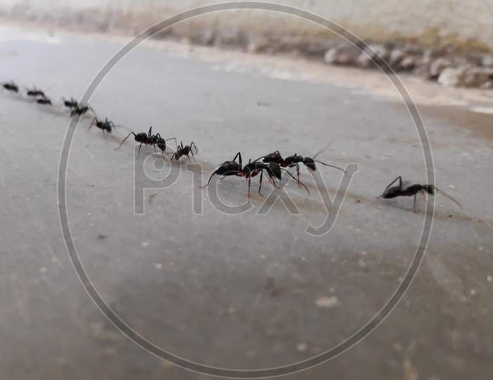 Group Of Black Ants Walking In A Queue