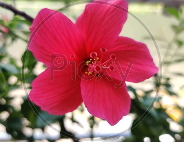 Pink hibiscus