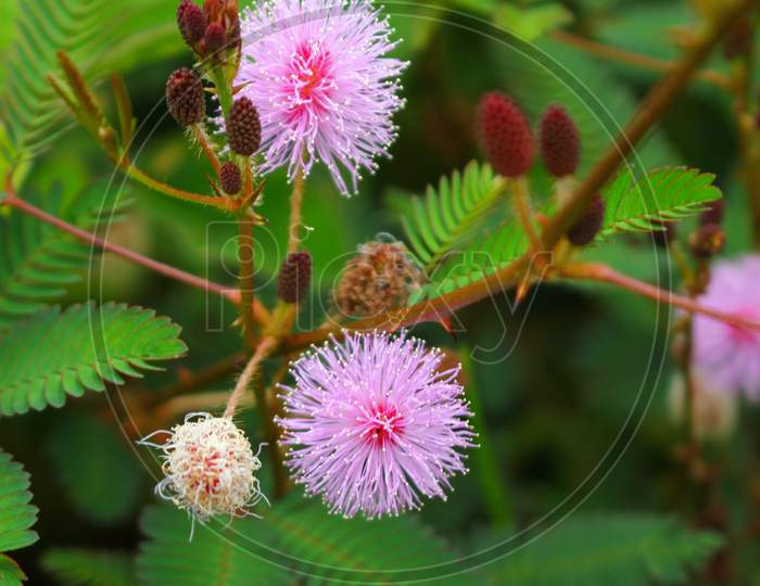 touch-me-not tree or sensitive plant Flowers asia nature
