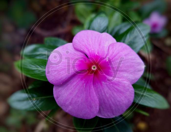 Pink coloured periwinkle flower