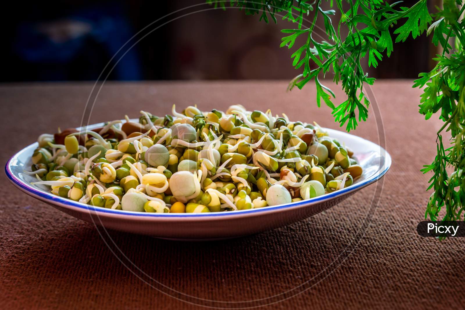 Healthy Sprouts In A White Plate With Coriander Leaves