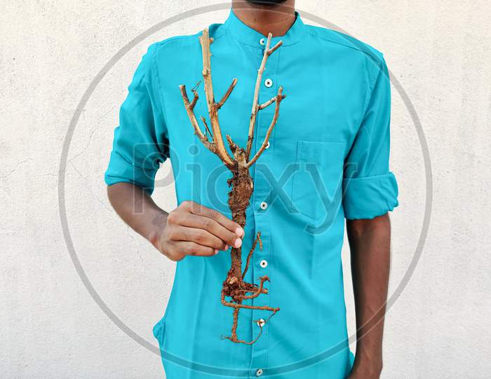Man In Cyan Shirt Holding A Stem With Roots Of A Small Plant. Isolated On White Background. Save Trees Concept