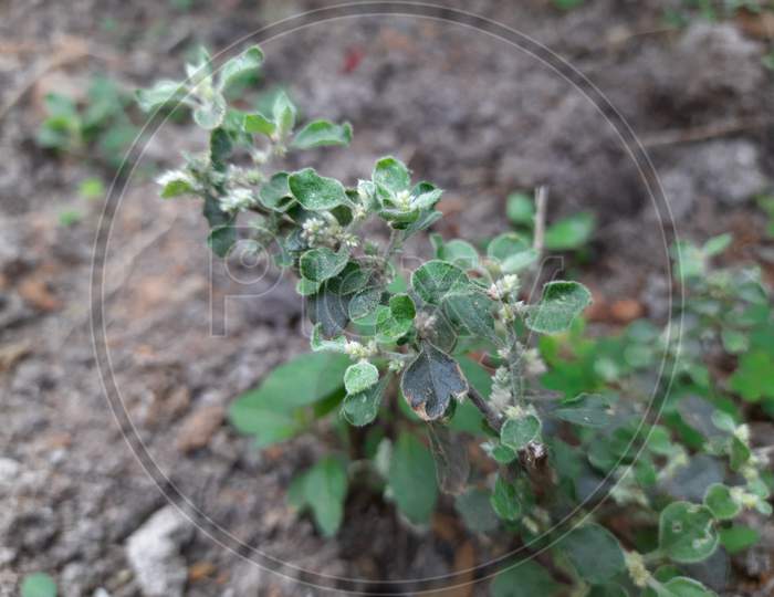 Aerva lanata (mountain knotgrass)  plant.