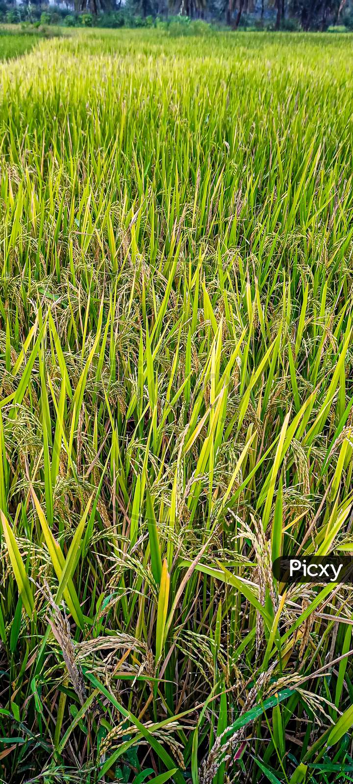 Rice farming,rice cutting,rice planting