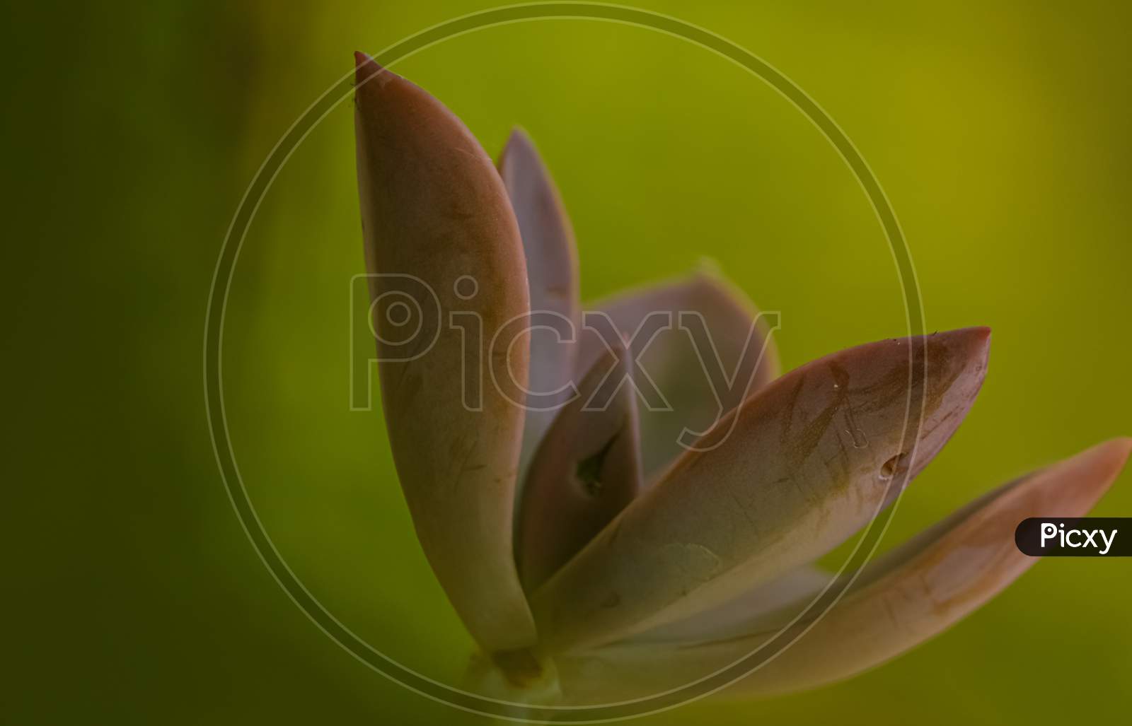 Closeup of a bright lovely echeveria plant with green background
