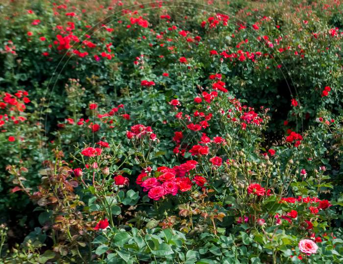 Rose Field cultivation of flowering the development is new varieties of Occupation
