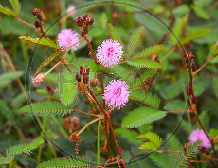 touch-me-not tree or sensitive plant Flowers asia nature