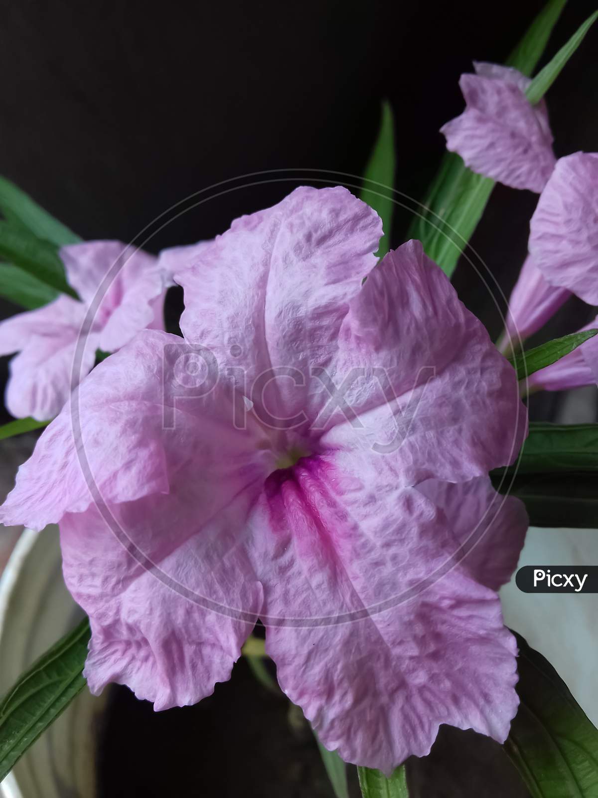 Mexican Petunia Flower Plant Or Ruellia Simplex Or Mexican Bluebell Or Britton'S Wild Petunia Flower Plant, Soft Pink In Color